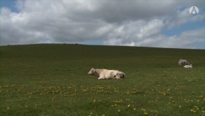 Bovines ou la vraie vie des vaches