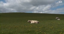 Bovines ou la vraie vie des vaches