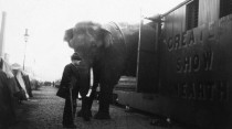 La tragique histoire de Fritz l'éléphant