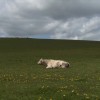Bovines ou la vraie vie des vaches