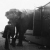 La tragique histoire de Fritz l'éléphant