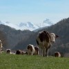 La ferme des Bertrand