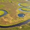 Okavango, le fleuve animal